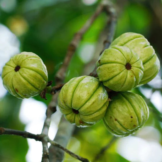 🟩 Extracto de Garcinia cambogia